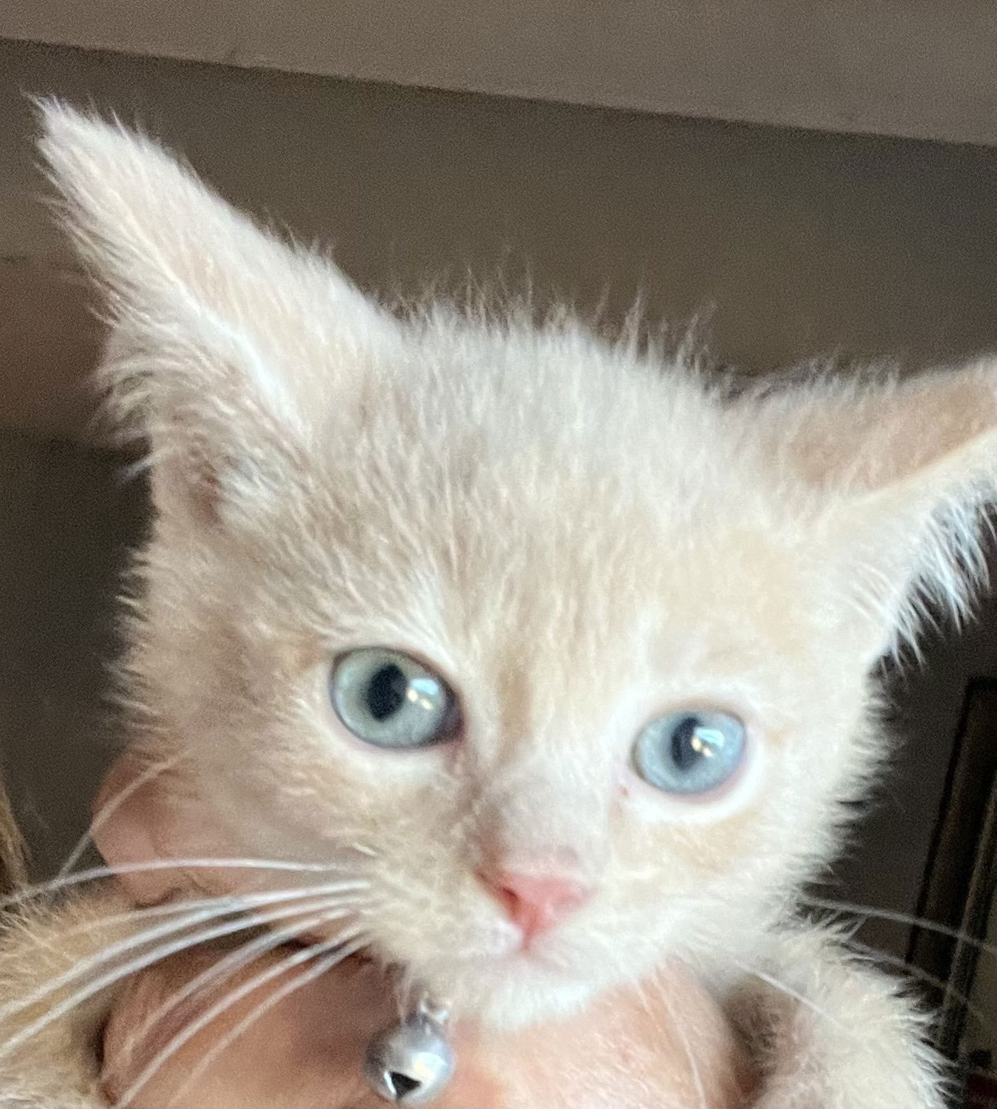 adoptable Cat in Barrie, ON named TIGER EYE