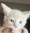 adoptable Cat in  named TIGER EYE