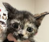 adoptable Cat in  named AMETHYST