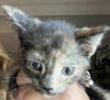 adoptable Cat in  named AMETHYST