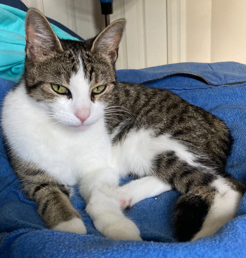 CATAMARAN - Tabby / Domestic Short Hair available for adoption