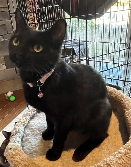 TEACHER - Domestic Short Hair available for adoption