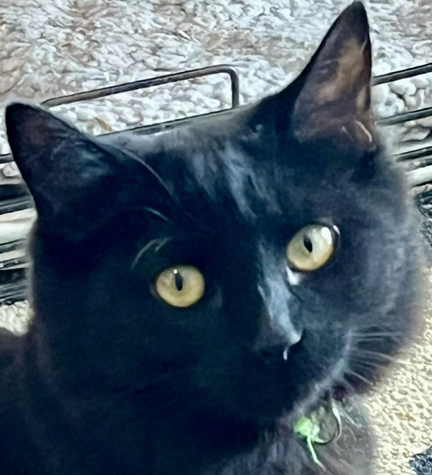 Library - Domestic Short Hair