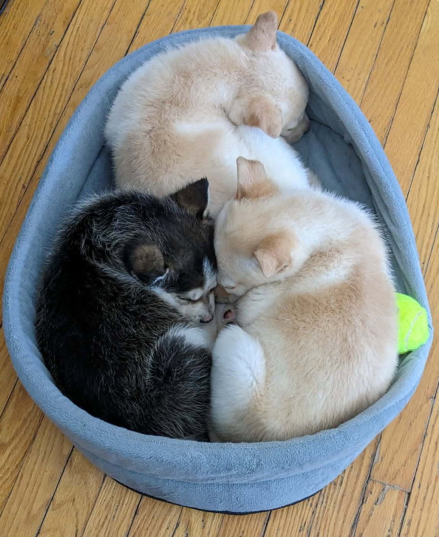 LOVEY DOVEY
