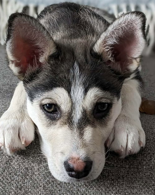 LOVEY DOVEY, an adoptable Husky in Barrie, ON