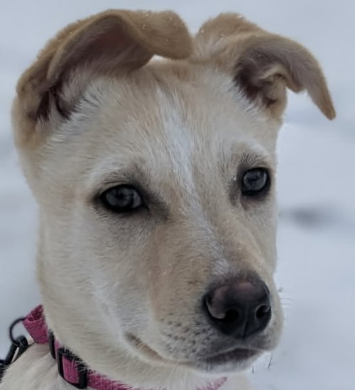 HONEY BUNCH, an adoptable Labrador Retriever in Barrie, ON