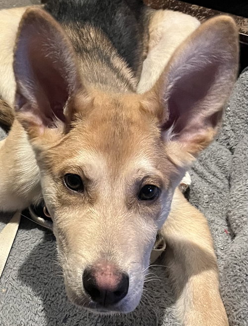 VIKING, an adoptable Husky in Barrie, ON