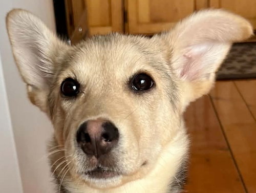 SAXON, an adoptable Husky in Barrie, ON