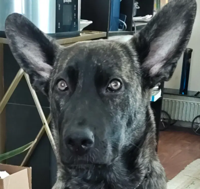 Aztec - Dutch Shepherd