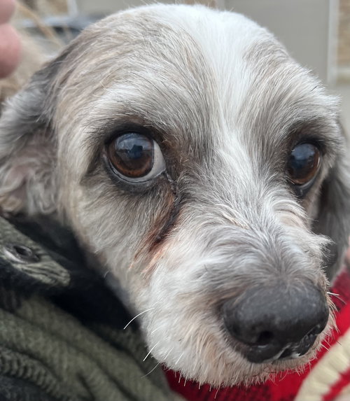 PONCHO, an adoptable Shih Tzu in Barrie, ON