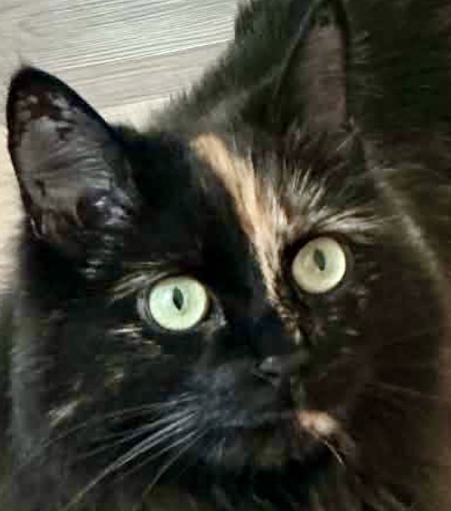 Okaasan, Tortoiseshell
