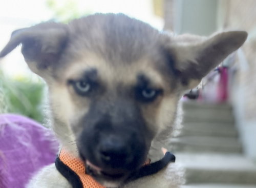 BONFIRE, an adoptable Shepherd in Barrie, ON