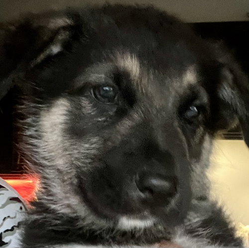 DOCK, an adoptable Shepherd in Barrie, ON