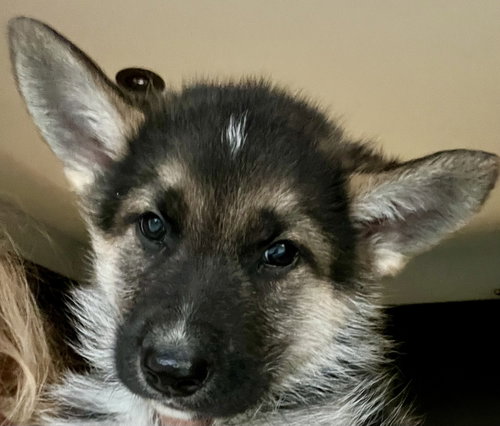 MUSKOKA, an adoptable Shepherd in Barrie, ON