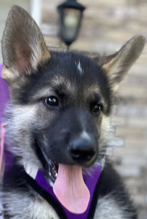 MUSKOKA, an adoptable Shepherd in Barrie, ON