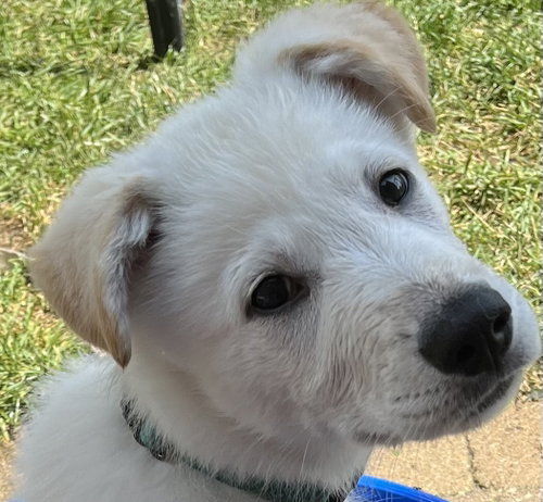 PAPAYA, an adoptable Labrador Retriever in Barrie, ON