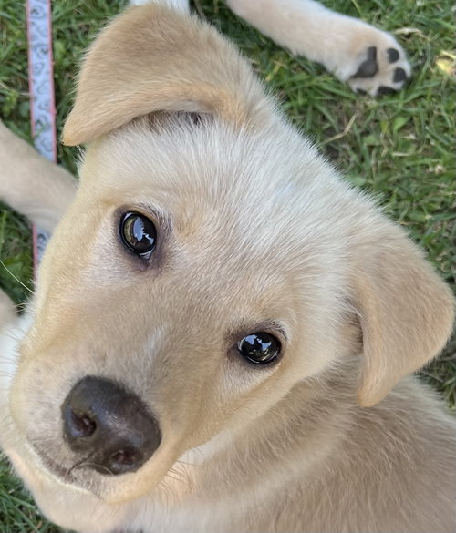 TANGERINE, an adoptable Labrador Retriever in Barrie, ON