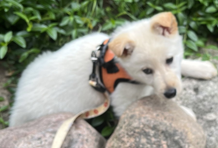 APRICOT