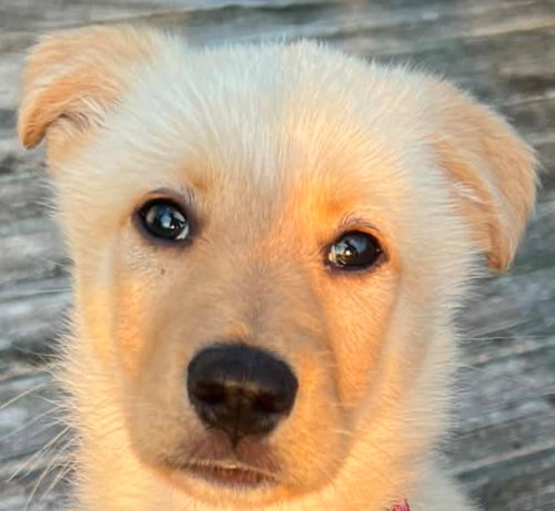 CLEMENTINE, an adoptable Labrador Retriever in Barrie, ON