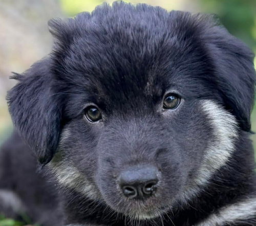 BROCCOLI, an adoptable Shepherd in Barrie, ON