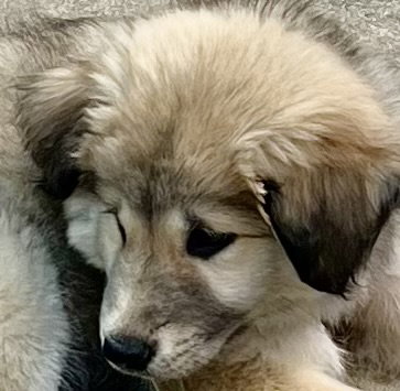 ZUCCHINI, an adoptable Husky in Barrie, ON
