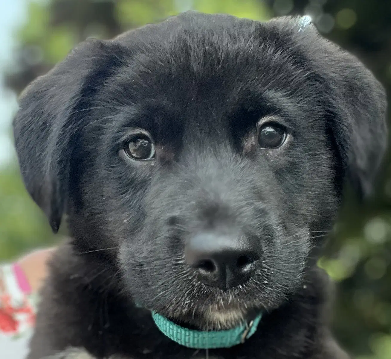 Algonquin - Border Collie