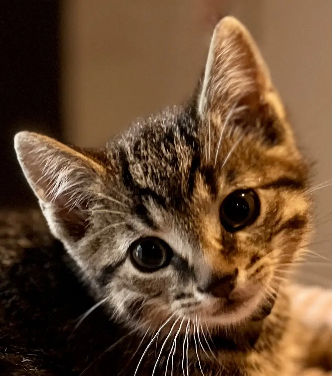 Hemlock - Tabby