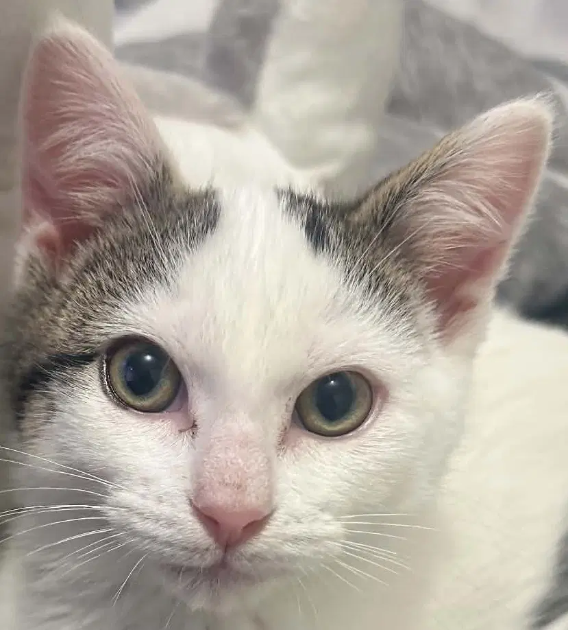 Spud - Domestic Short Hair