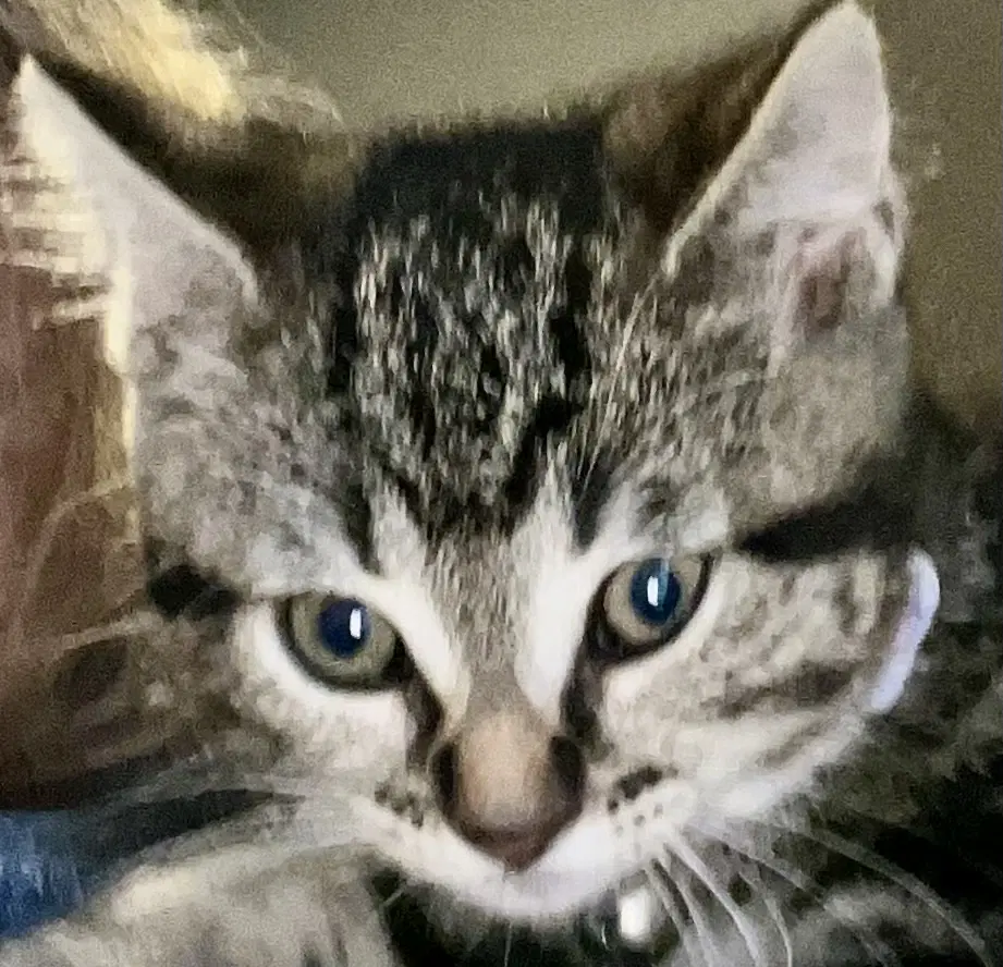 Sequioa - Tabby
