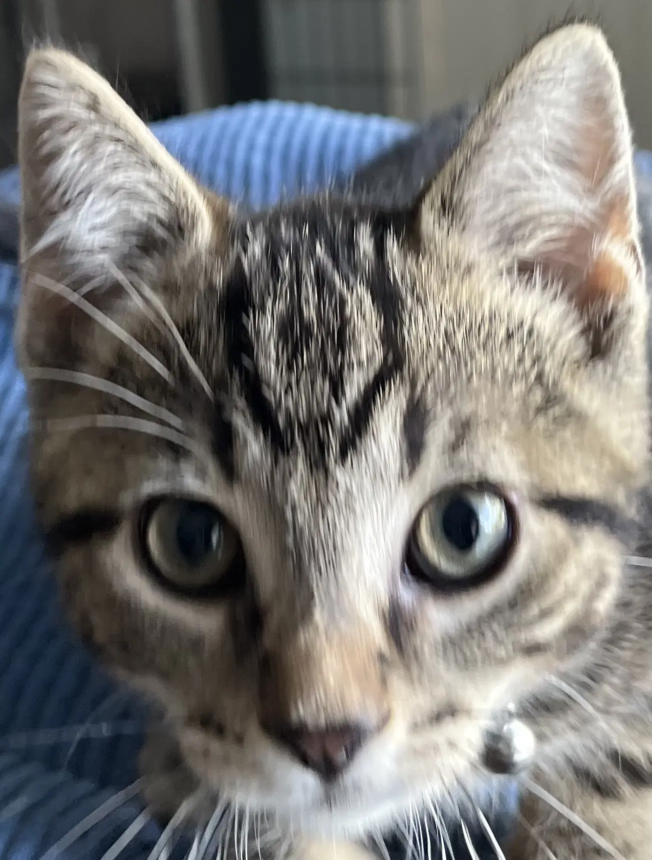 Boxwood - Tabby