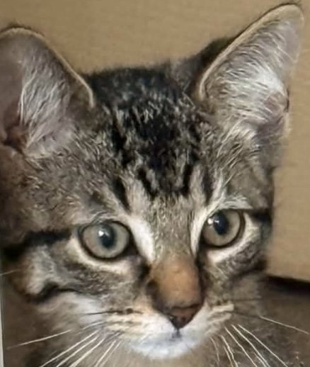 Fir, Tabby