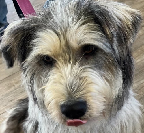 ARGYLE, a dog for adoption from Rescue1atatime
