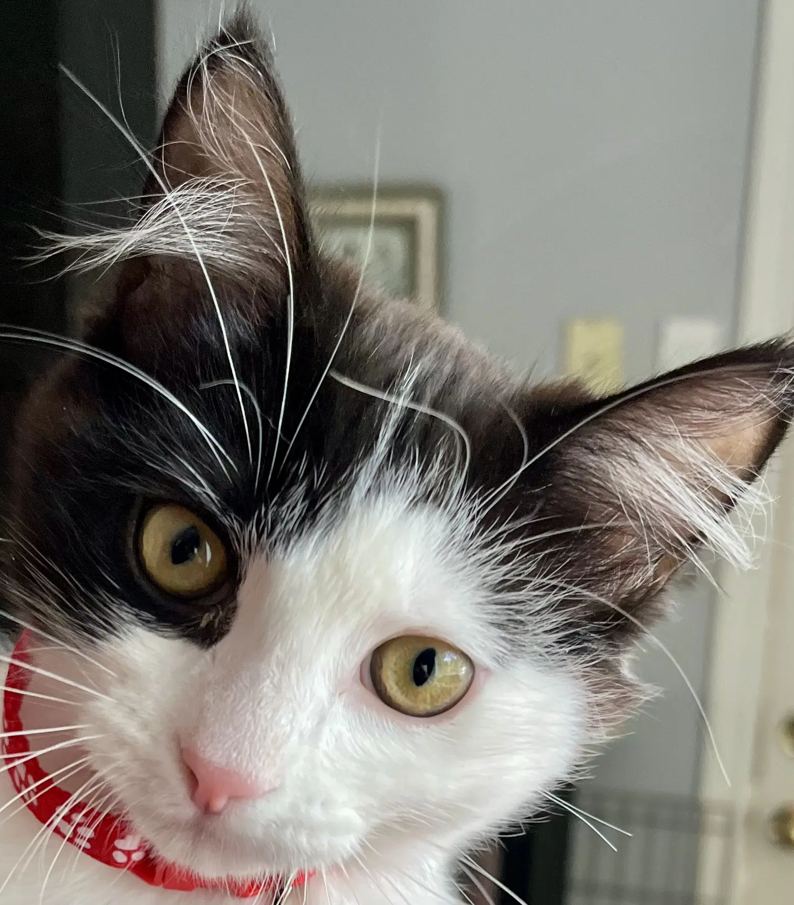 Coven - Domestic Short Hair