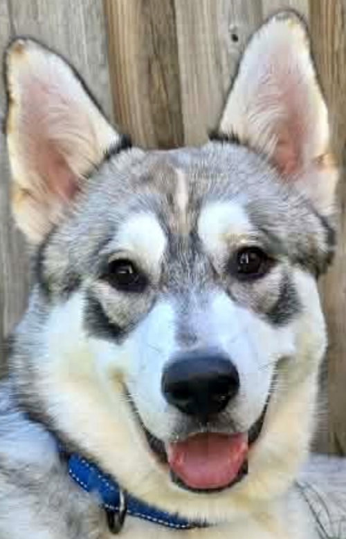 HEX, a dog for adoption from Rescue1atatime