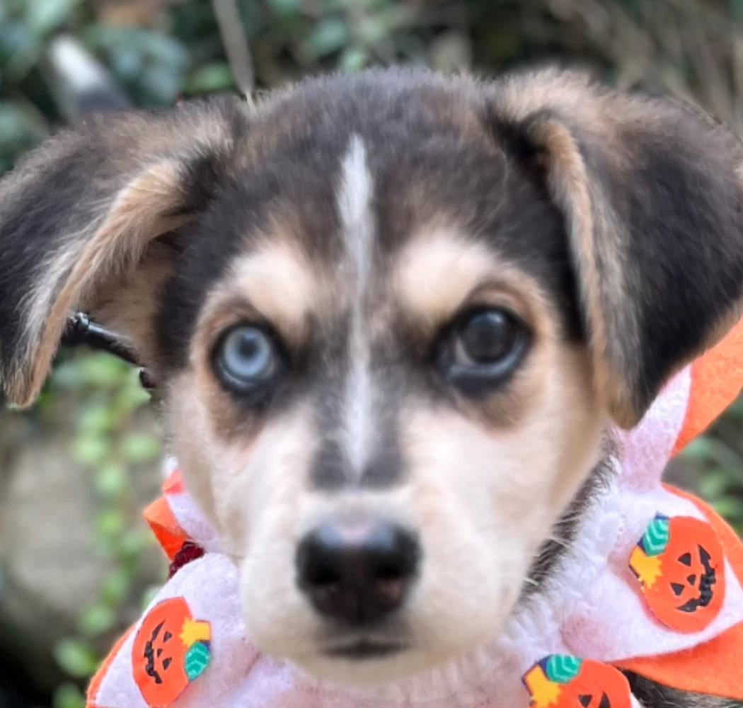Jill-O-Lantern