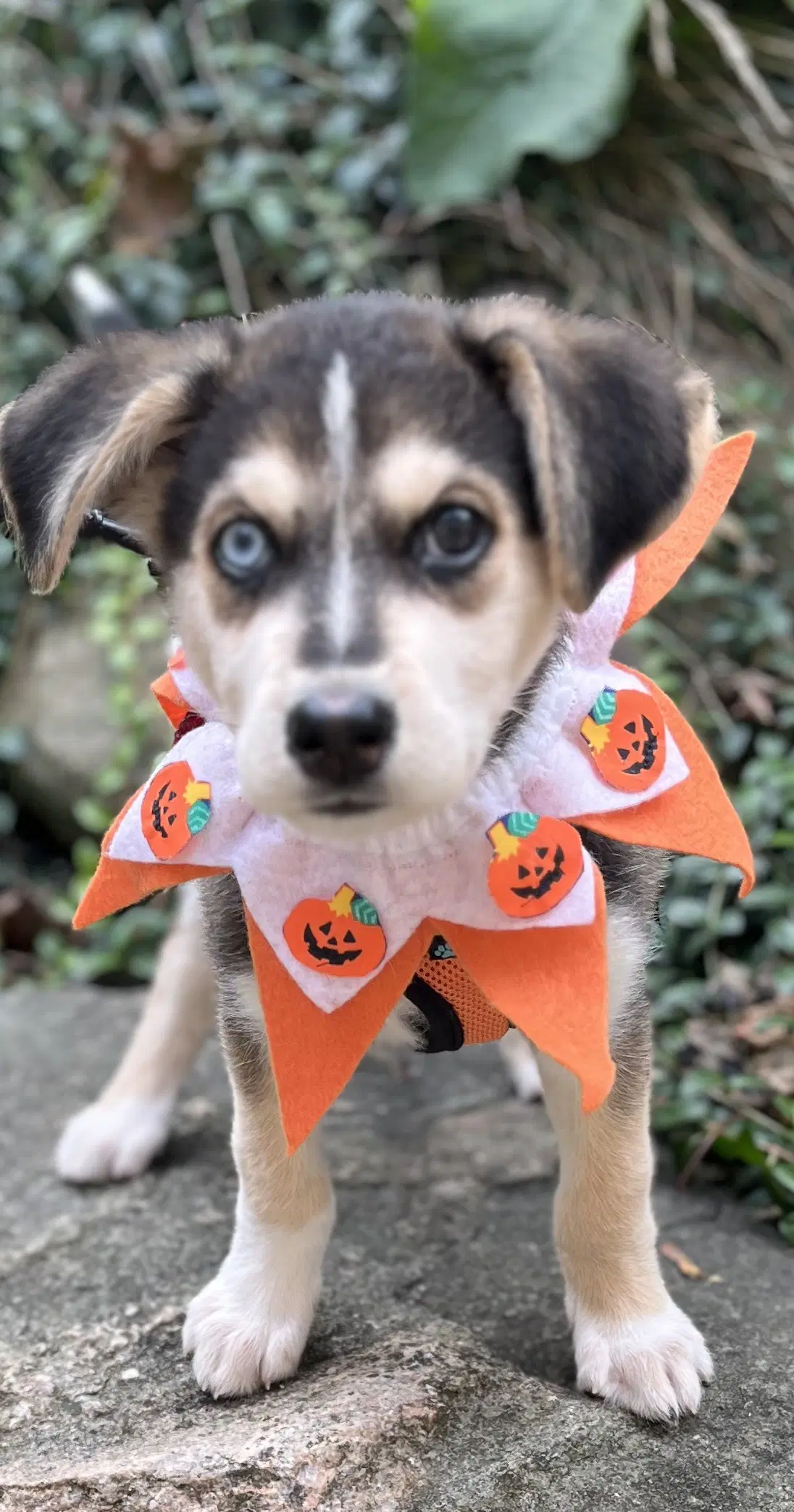 Jill-O-Lantern image 3