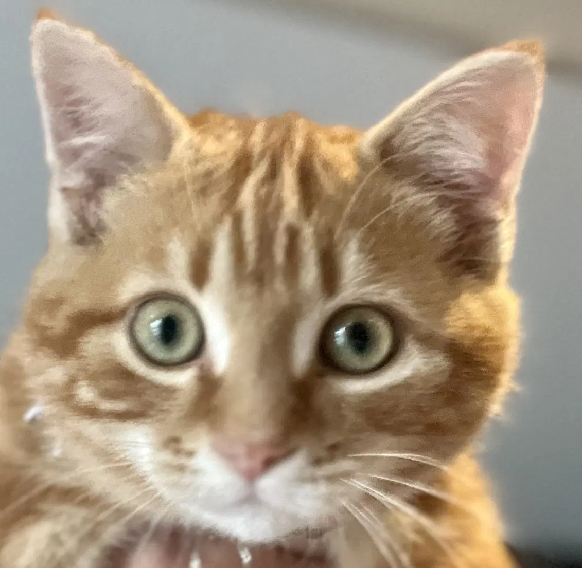 Salem - Tabby