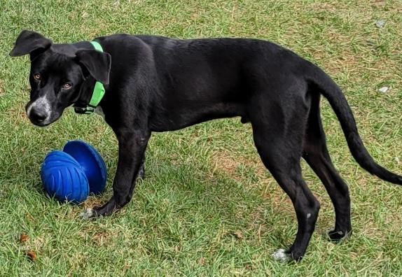 adoptable Dog in Perry, GA named Hero. (Billy)