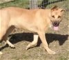 adoptable Dog in perry, GA named Millie