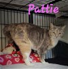 adoptable Cat in  named Pattie