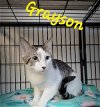 adoptable Cat in perry, GA named Grayson