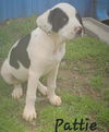 adoptable Dog in Perry, GA named Pattie