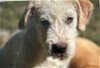 adoptable Dog in perry, GA named Crawdad