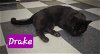 adoptable Cat in perry, GA named Drake