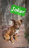 adoptable Dog in perry, GA named Joker