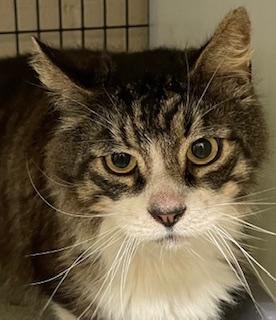 adoptable Cat in Perry, GA named Lenny