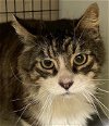 adoptable Cat in perry, GA named Lenny