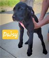 adoptable Dog in perry, GA named Daisy