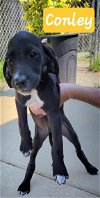 adoptable Dog in  named Conley