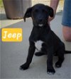 adoptable Dog in perry, GA named Jeep